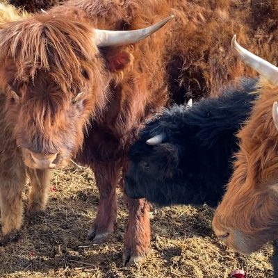 Why Tamworth Pigs, St.Croix Hair Sheep & Scotch Highland Cattle are my breeds of choice