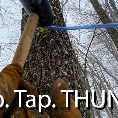Tap, Tap, THUNK. Modern Maple Tree Tapping Agroforestry Adventure