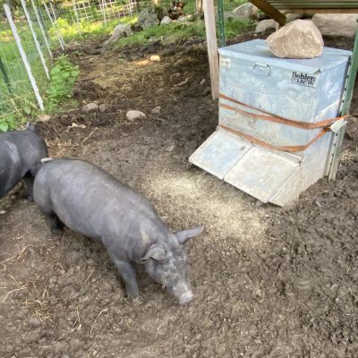 Automatic Pig Feeder (Quick Tip)